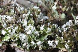 Image of Cladonia foliacea (Huds.) Willd.