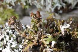 Image of Cladonia foliacea (Huds.) Willd.