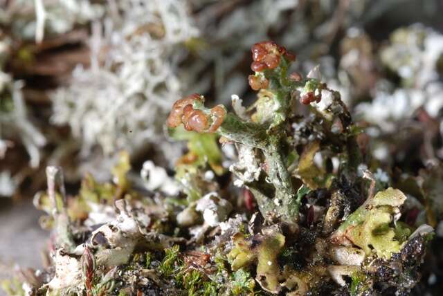 Image of Cladonia foliacea (Huds.) Willd.