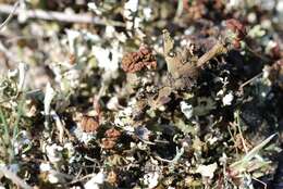 Image of Cladonia foliacea (Huds.) Willd.