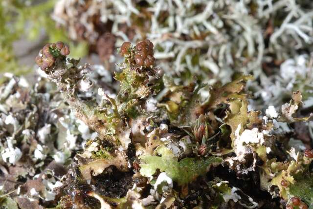 Image of Cladonia foliacea (Huds.) Willd.