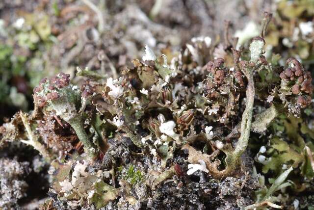 Image of Cladonia foliacea (Huds.) Willd.