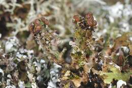 Image of Cladonia foliacea (Huds.) Willd.