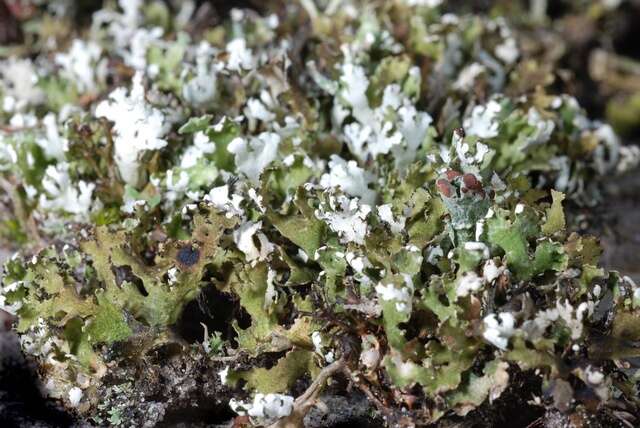 Image of Cladonia foliacea (Huds.) Willd.