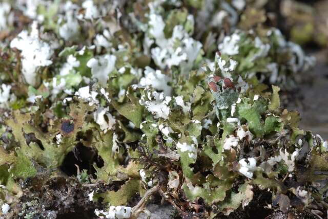 Image of Cladonia foliacea (Huds.) Willd.