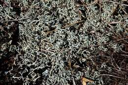 Слика од Cladonia rangiferina (L.) Weber ex F. H. Wigg.