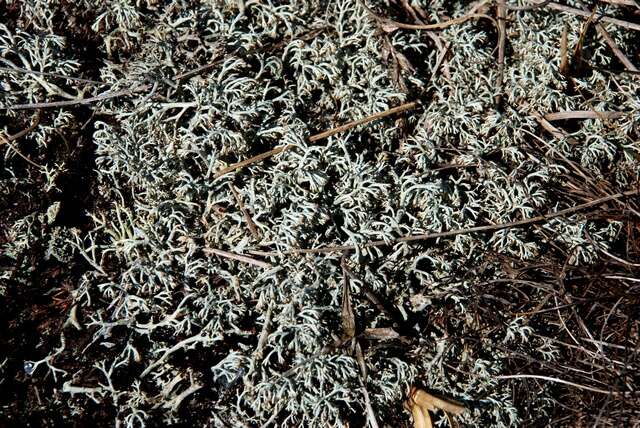 Слика од Cladonia rangiferina (L.) Weber ex F. H. Wigg.