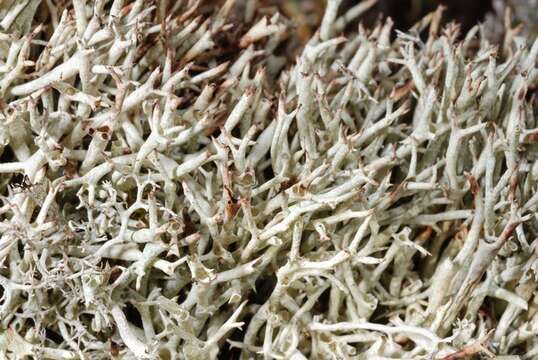 Image of Thorn cladonia