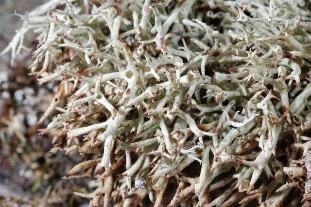 Image of Thorn cladonia