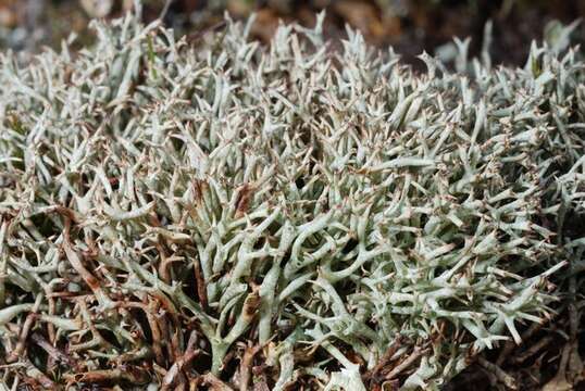 Image of Thorn cladonia