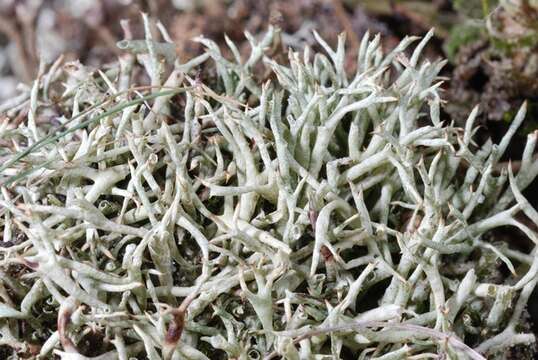 Image of Thorn cladonia