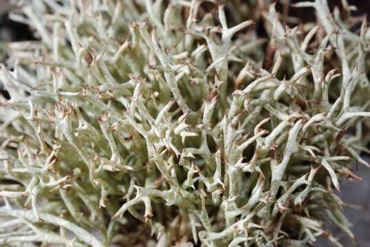 Image of Thorn cladonia