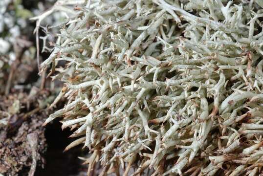 Image of Thorn cladonia