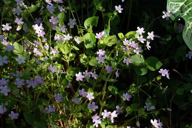 Plancia ëd Claytonia