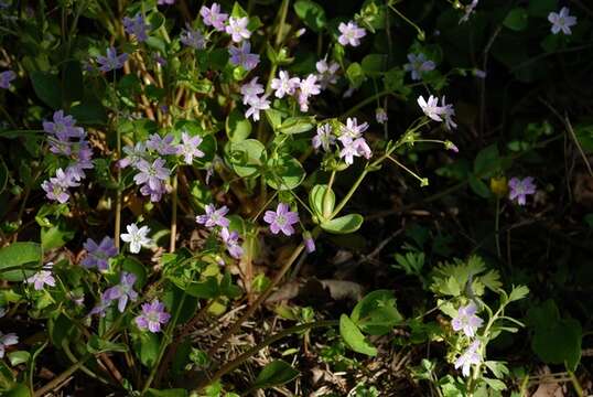 Plancia ëd Claytonia