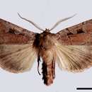 Image of rosy marsh moth