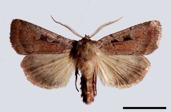 Image of Coenophila