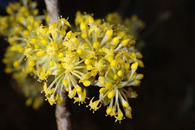 Image of dogwoods