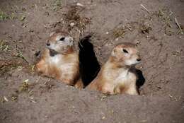 Image of prairie dogs