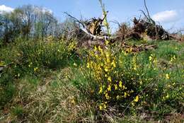 Image of Scotch broom