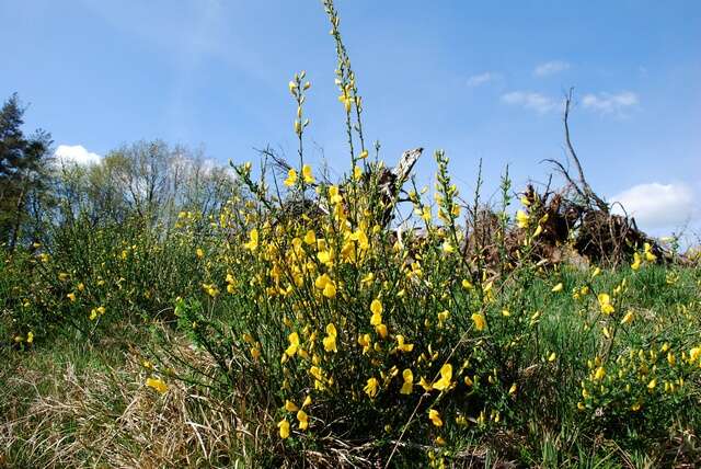 Image of Scotch broom