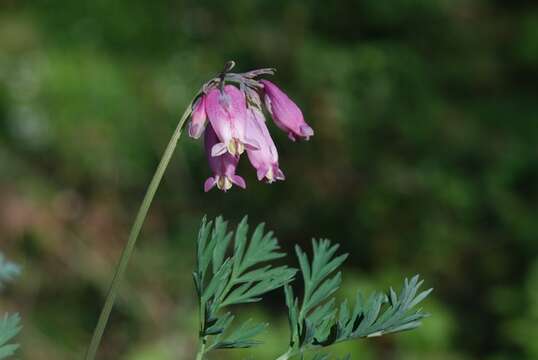 Image of Bleeding heart