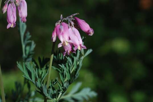 Image of Bleeding heart