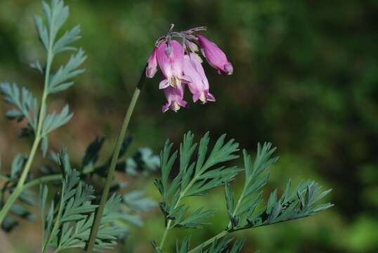 Image of Bleeding heart