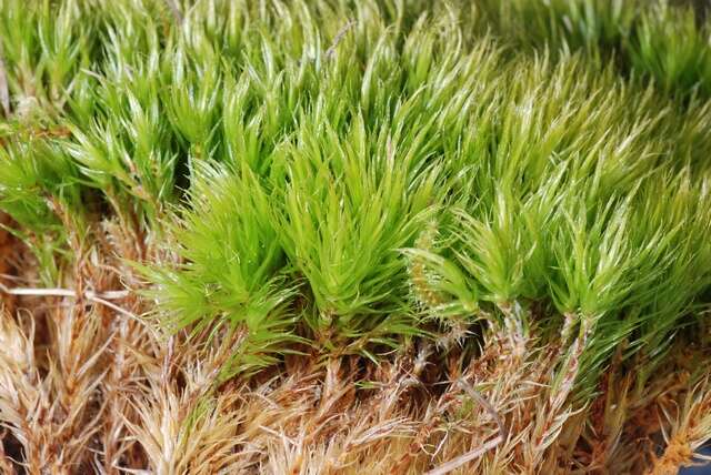 Image of dicranum moss