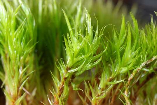 Image of dicranum moss