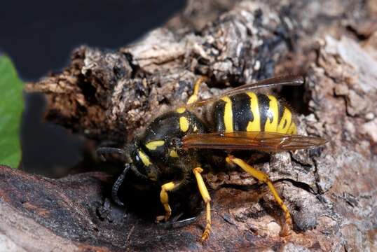 Image of Dolichovespula