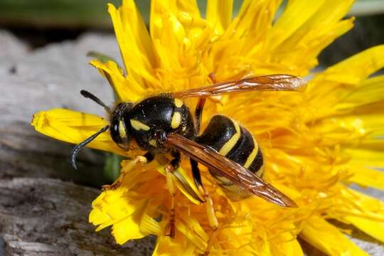 Image of Dolichovespula