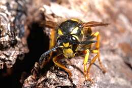 Image of Dolichovespula omissa (Bischoff 1931)