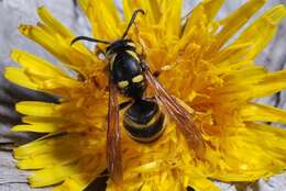 Image of Dolichovespula omissa (Bischoff 1931)