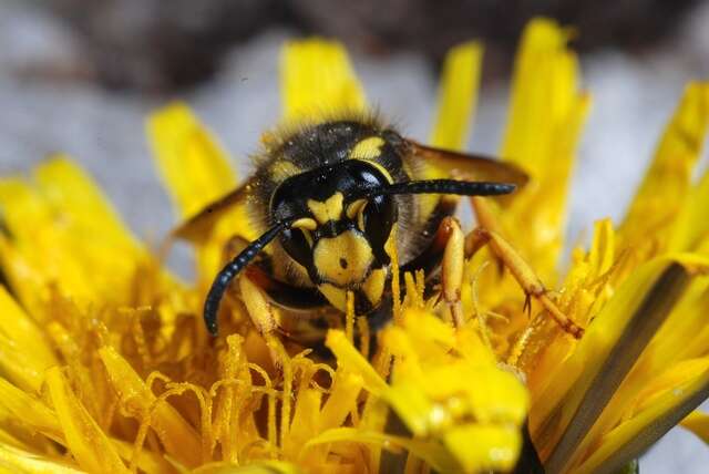 Image of Dolichovespula omissa (Bischoff 1931)