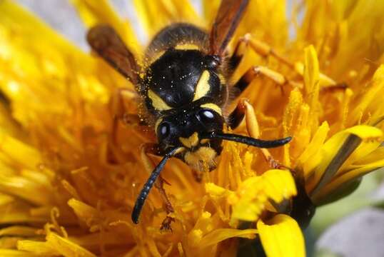 Image of Dolichovespula