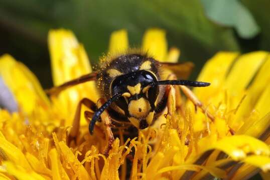 Image of Dolichovespula