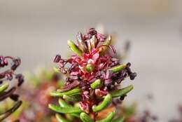 Image of crowberry