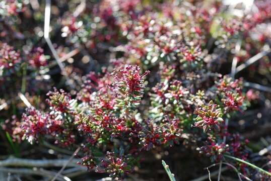 Image of crowberry