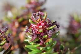 Image of crowberry