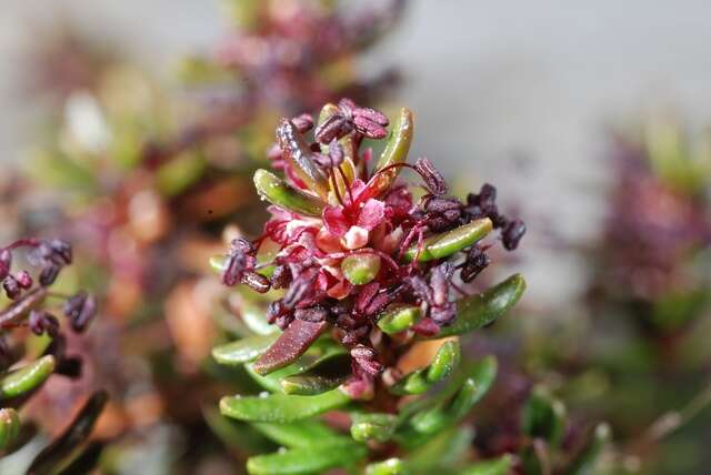 Image of crowberry