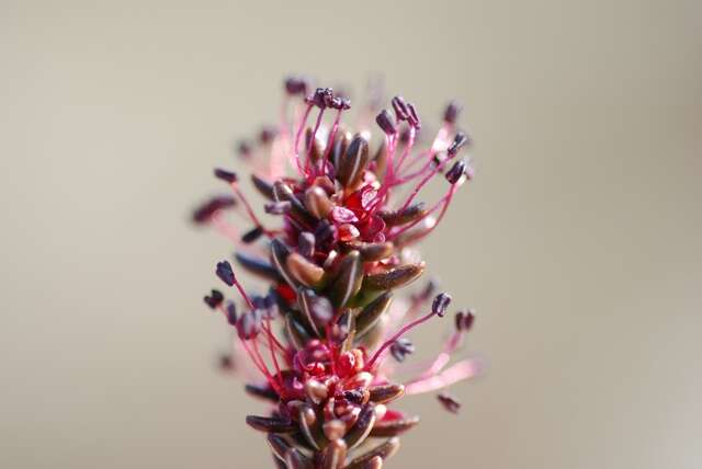 Image of crowberry