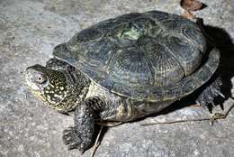 Image of Black-breasted Leaf Turtle