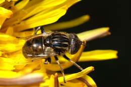 صورة Eristalinus