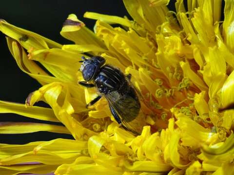 صورة Eristalinus