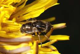 Image of Eristalinus