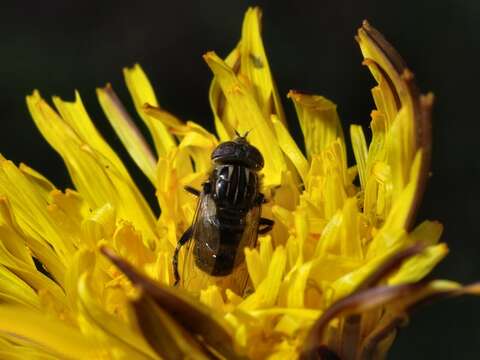 صورة Eristalinus