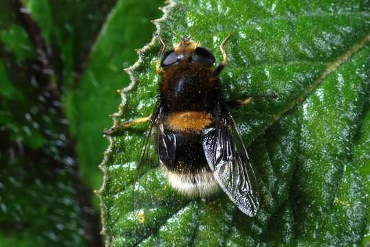 Image of Eristalis intricaria (Linnaeus 1758)