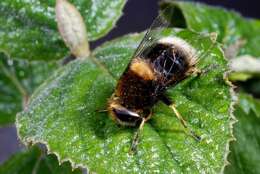 Imagem de Eristalis intricaria (Linnaeus 1758)