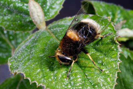 Image of Eristalis intricaria (Linnaeus 1758)